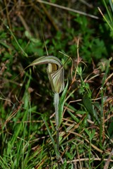 Pterostylis coccina