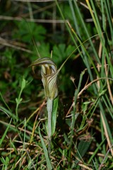 Pterostylis coccina