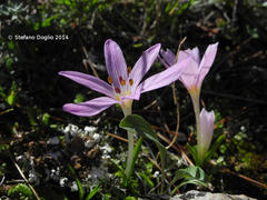Colchicum cupanii