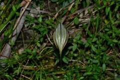 Pterostylis coccina