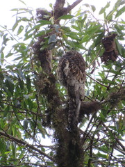 Nyctibius aethereus
