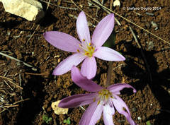 Colchicum cupanii