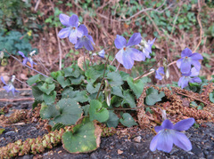 Viola grypoceras