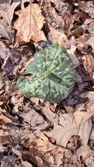 Trillium cuneatum