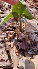 Trillium cuneatum