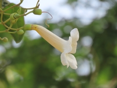 Amphilophium lactiflorum