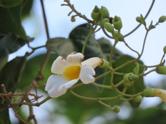 Amphilophium lactiflorum