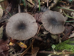 Entoloma melanophthalmum