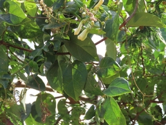 Amphilophium lactiflorum