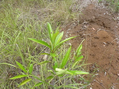 Samadera bidwillii