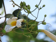 Amphilophium lactiflorum