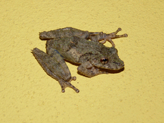 Scinax garbei
