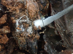 Entoloma melanophthalmum