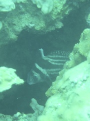 Eques punctatus