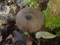 Entoloma melanophthalmum