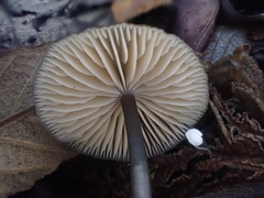 Entoloma melanophthalmum