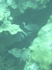 Eques punctatus