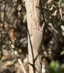 Rentinus dilatatus