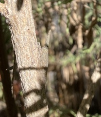 Rentinus dilatatus