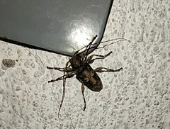 Oreodera brailovskyi