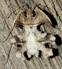 Pephricus