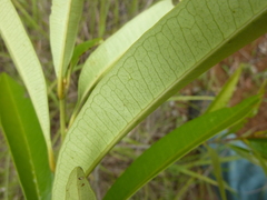 Samadera bidwillii