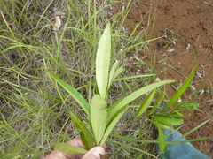 Samadera bidwillii