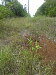 Samadera bidwillii