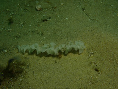 Hydatina