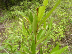 Samadera bidwillii