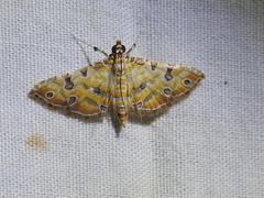 Ommatospila narcaeusalis