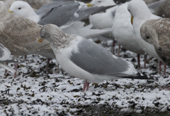 Larus argentatus × glaucescens