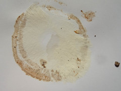 Saproamanita nauseosa