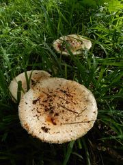 Saproamanita nauseosa