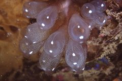 Clavelina pseudobaudinensis