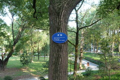 Cinnamomum camphora