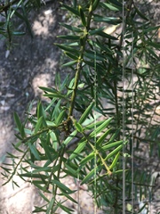 Podocarpus totara