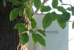 Cinnamomum camphora