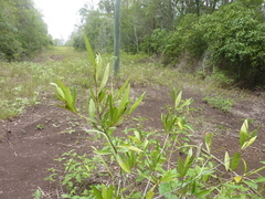 Samadera bidwillii