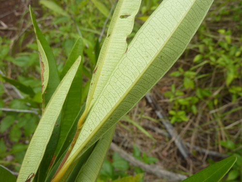 Image of Samadera bidwillii by (c) Tony van Kampen, some rights reserved (CC BY)