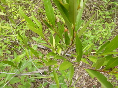 Samadera bidwillii