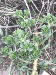 Sedum oxypetalum
