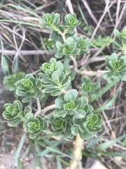 Sedum oxypetalum