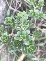 Sedum oxypetalum