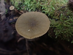 Simocybe phlebophora