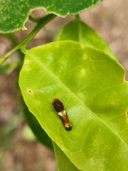 Papilio fuscus capaneus