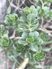 Sedum oxypetalum