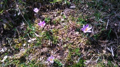 Crocus corsicus