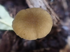 Simocybe phlebophora