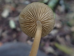 Simocybe phlebophora